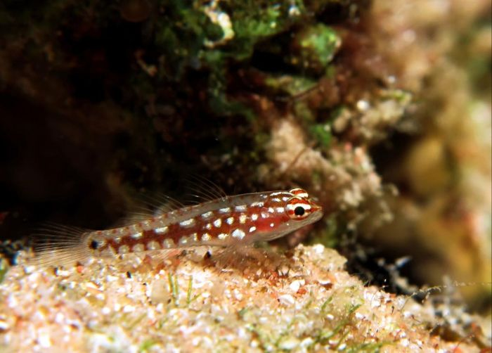 4. Cá bống lùn Đông Nam Á không chỉ là một trong những loài cá nhỏ nhất thế giới mà còn là loài cá có cuộc đời ngắn ngủi nhất với khoảng 2 tháng.