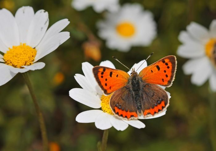 2. Phổ biến ở châu Âu, châu Á, Bắc Mỹ và một số khu vực Bắc Phi, bướm đồng xu nhỏ Mỹ có cuộc đời ngắn ngủi chỉ kéo dài 2 tuần.