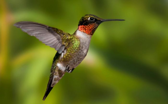 8. Một trong những loài chim có cuộc đời ngắn nhất hành tinh là chim ruồi họng đỏ. Loài chim có nguồn gốc từ Bắc và Trung Mỹ đã sống một cuộc đời nhiệt huyết kéo dài từ 3 - 4 năm.