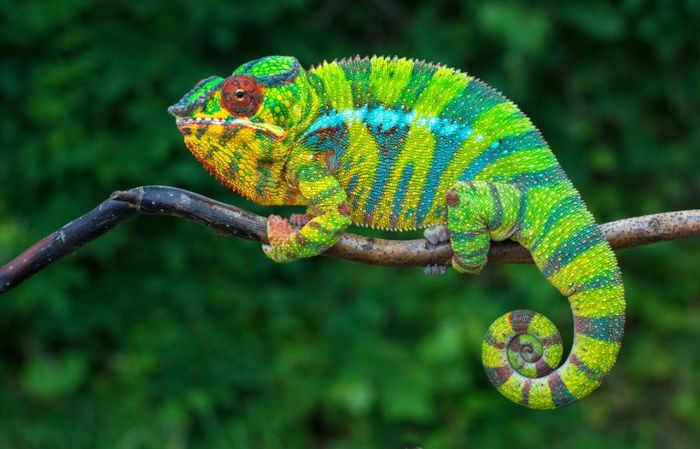 7. Tắc kè hoa da báo, có nguồn gốc ở Madagascar, có cuộc đời trung bình kéo dài khoảng 12 tháng.