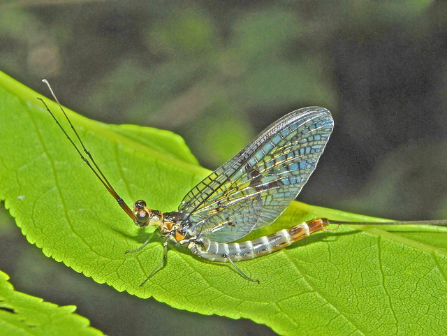 1. Phù du - loài côn trùng được tìm thấy ở khắp nơi trên thế giới tại những vùng nước ngọt có cuộc đời ngắn ngủi nhất thế giới động vật khi chỉ tồn tại chỉ trong 24 tiếng.