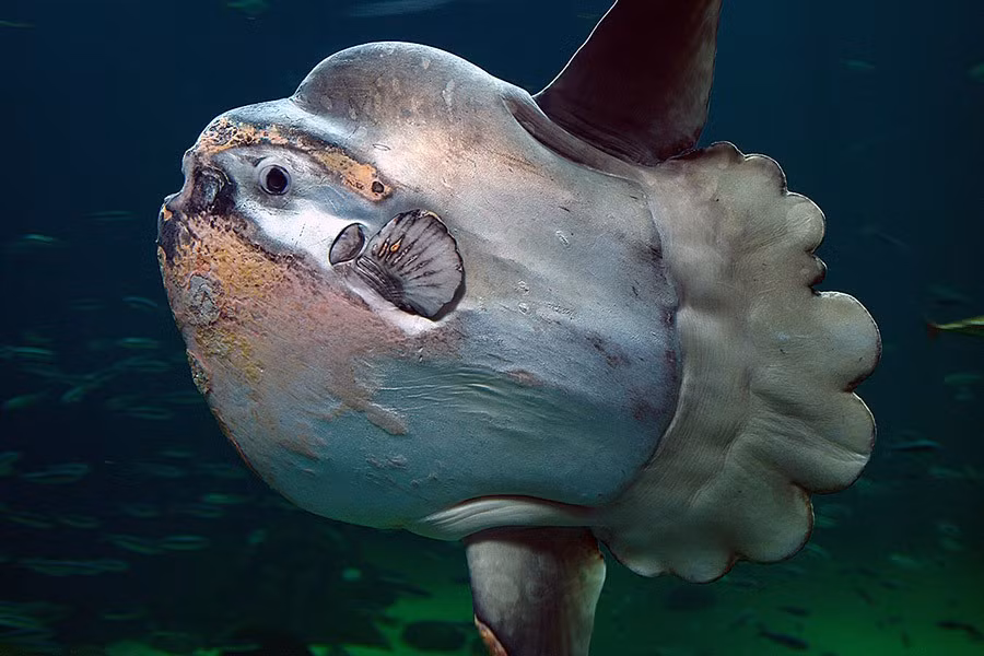  2. Cá mặt trăng có tên khoa học là Mola Mola, là loài cá biển cỡ lớn, thường lặn xuống dưới vùng nước sâu, nơi có nhiệt độ rất. Một con cá mặt trăng trưởng thành có thể dài tới hơn 3m, nặng trung bình 2,5 tấn.