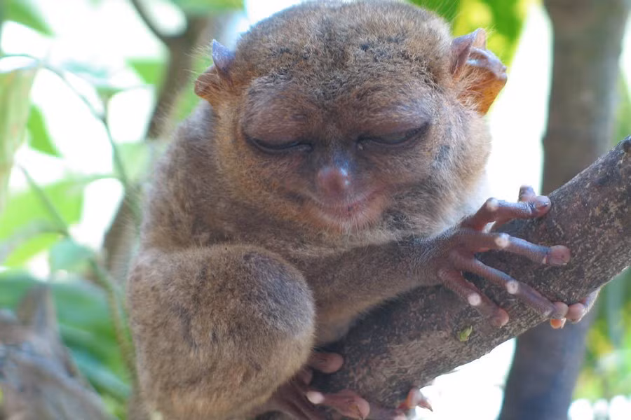 Ngoài đôi mắt to, khỉ lùn Tarsier còn có một đôi tai to không kém. Đôi tai này hỗ trợ đắc lực cho chúng khi nghe ngóng động tĩnh của con mồi như côn trùng, chim, rắn hay thằn lằn.