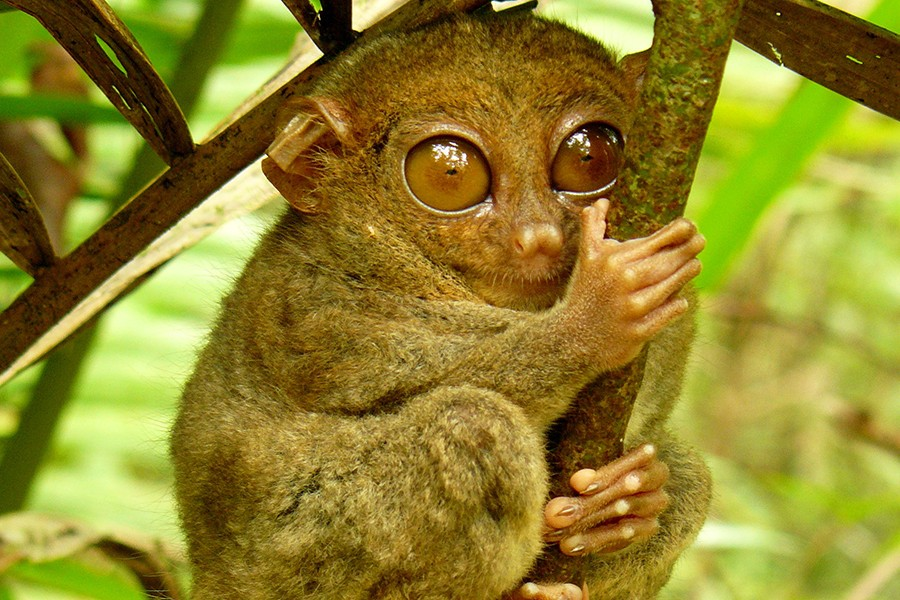 Chi sau của chúng cũng rất dài đặc biệt là xương mu bàn chân. Nhờ có đôi chân này, khỉ lùn Tarsier có thể chuyền cành thoăn thoắt trên những cành cây vào ban đêm. Khoảng cách một cú nhảy của chúng có thể dài gấp 40 lần chiều dài cơ thể.