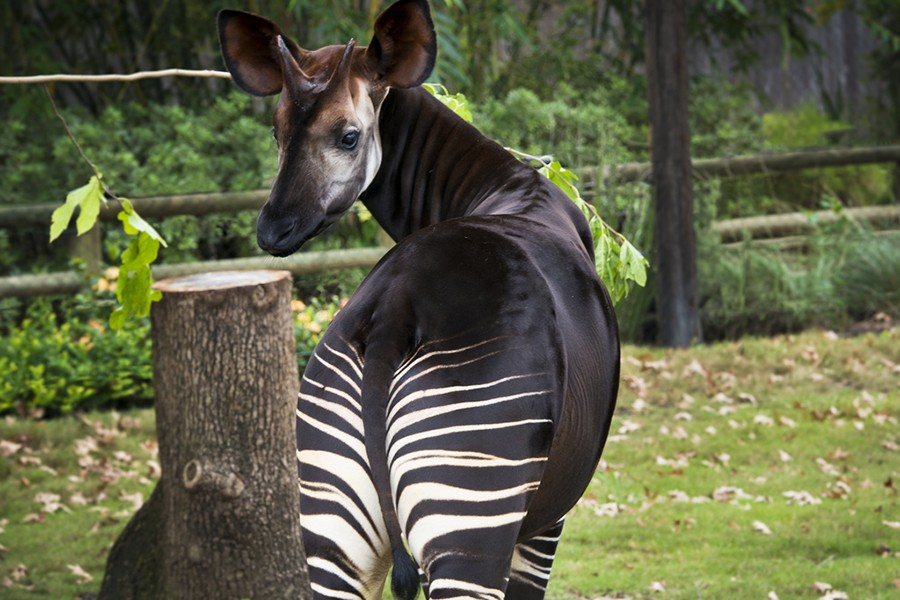Cỏ, dương xỉ, và các loại lá non là nguồn thức ăn chủ yếu của loài động vật kỳ lạ này. Các nhà khoa học cũng nhận thấy một điều rất thú vị rằng, Okapi còn ăn cả các khúc cây bị cháy xém do sét đánh nhằm giúp ích cho quá trình tiêu hóa của mình.
