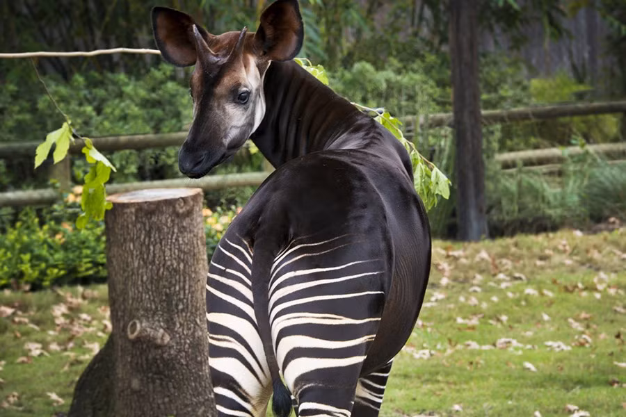 Cỏ, dương xỉ, và các loại lá non là nguồn thức ăn chủ yếu của loài động vật kỳ lạ này. Các nhà khoa học cũng nhận thấy một điều rất thú vị rằng, Okapi còn ăn cả các khúc cây bị cháy xém do sét đánh nhằm giúp ích cho quá trình tiêu hóa của mình.