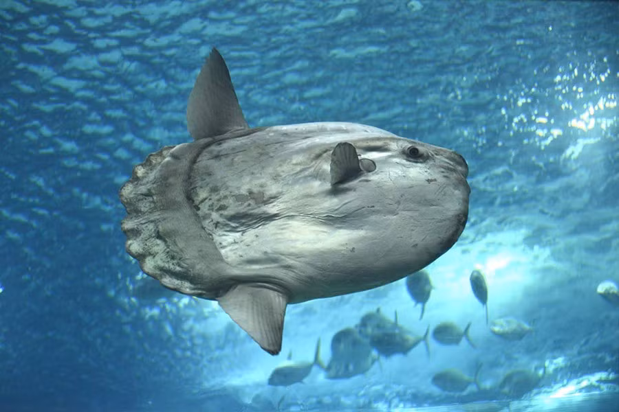 Ở thời điểm hiện tại, số lượng cá mặt trăng đang được xếp vào hạng bị đe dọa trong Sách Đỏ. Lý do không chỉ vì nạn săn bắt bừa bãi của con người, mà còn do ô nhiễm rác nhựa trong lòng đại dương. Con mồi ưa thích của loài cá này là sứa, và chúng thường xuyên nhầm sứa với túi nhựa, dẫn đến mắc nghẹn mà chết.