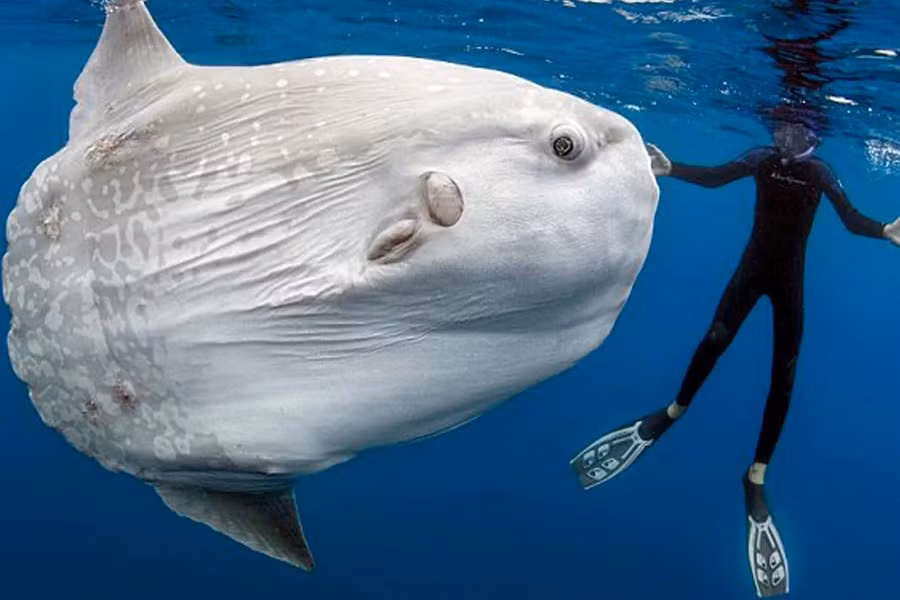 Loài cá này có hình dạng khá kỳ lạ. Nhìn tổng thể chúng có thân hình bầu dục tròn ở phía trước và dẹt về phía đuôi. Đặc biệt, miệng của loài cá này rất nhỏ, mỗi hàm có hai răng dính vào nhau làm thành một cái mỏ.Bên cạnh đó, cá mặt trăng còn được mệnh danh là “loài cá lười biếng” bởi chúng thường chỉ sống một mình và thả cơ thể trôi lơ lửng theo dòng hải lưu đến khắp các đại dương.