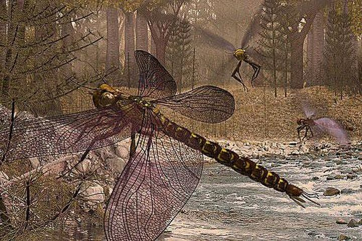 Các nhà khoa học hiện vẫn đang nghiên cứu tại sao loài côn trùng với kích thước lớn như vậy lại có thể phát triển mạnh trong thời điểm đó. Nếu chúng còn tồn tại trong thời kỳ ngày nay chắc chắn sẽ là một cơn ác mộng và sẽ chẳng có ai dám để chuồn chuồn cắn rốn cho biết bơi nữa.