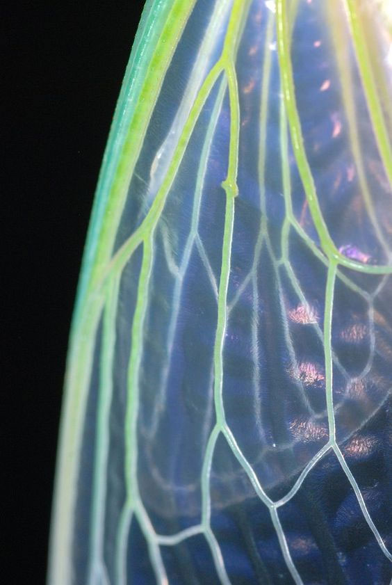 Độ dày cực đại của cánh ve sầu ở những điểm có tiết diện mạch máu lớn nhất là khoảng 0,7mm, và độ dày này giảm xuống chỉ còn 0,07mm, hay 70 micromet ở những điểm có tiết diện mạch máu nhỏ hơn.