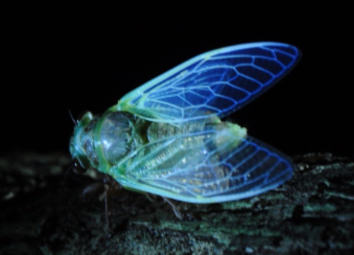 Thiết kế độc đáo này khiến cánh ve sầu biến thành một bàn chông và nó là ác mộng đối với mọi loài vi khuẩn nếu vô tình có mặt trên đó. Màng của chúng sẽ bị các cột axit béo đâm thủng và xé toạc.