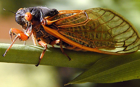 Chính vì vậy, trong tự nhiên ve sầu gần như không bao giờ phải trú mưa.
