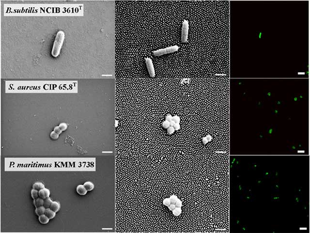 Lớp axit béo nano của ve sầu giúp chúng đẩy lùi các vật chất như bụi, phấn hoa và nước để tự làm sạch. Giống như bề mặt của lá sen, nước rơi trên bề mặt cánh của ve sầu cũng sẽ trôi tuột đi.