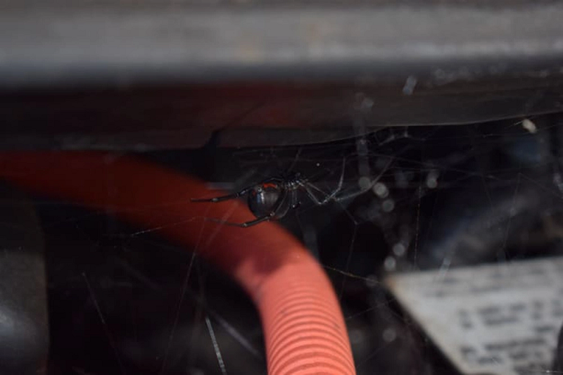 Ở loài này, con cái chiếm ưu thế tuyệt đối về kích thước cũng như trọng lượng cơ thể, "phái yếu" có thế to gấp 2-3 lần phái mạnh, nên chúng dễ dàng kết liễu con đực sau khi giao phối Nọc độc của góa phụ đen cực kỳ nguy hiểm, mạnh gấp 15 lần rắn đuôi chuông. Chất độc latrotoxin từ vết cắn của chúng là chất đầu độc thần kinh tương đối mạnh, gây ra nôn mửa, khó thở, mê sảng, liệt bán phần và cả co giật.