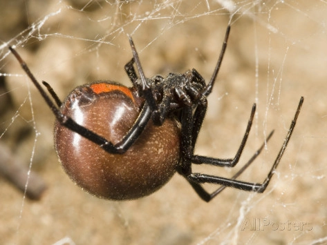 Làm chậm sự lây lan của độc: Nếu vết cắn nhện nằm trên cánh tay hoặc chân, buộc một băng ép chặt ngay phía trên vết cắn và nâng cao chi để giúp làm chậm hoặc ngăn chặn sự lây lan của nọc độc.