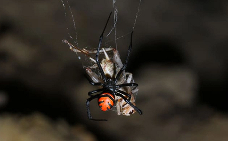  Nhện góa phụ đen là một loài vô cùng nguy hiểm, nọc độc của chúng độc gấp 15 lần rắn đuôi chuông. Tuy nhiên những nạn nhân hiếm khi gặp phải nguy hiểm đến tính mạng. Cái chết được báo cáo gần đây nhất do nhện góa phụ đen gây ra là vào năm 1983.