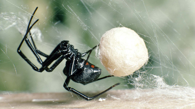 Đến bệnh viện chuyên ngành ngay lập tức: Bởi việc điều trị vết cắn của loại nhện góa phụ đen có thể đòi hỏi việc dùng thuốc đặc trị.