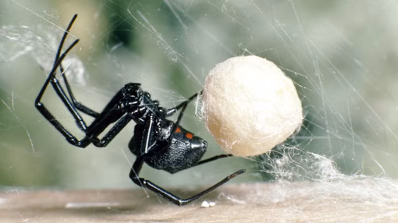 Đến bệnh viện chuyên ngành ngay lập tức: Bởi việc điều trị vết cắn của loại nhện góa phụ đen có thể đòi hỏi việc dùng thuốc đặc trị.