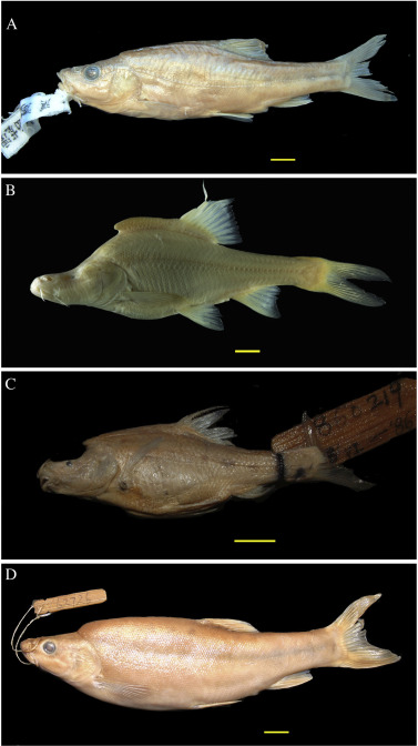 Dựa trên nghiên cứu hiện tại và các cây phát sinh loài trước đó, chúng tôi đưa ra giả thuyết rằng sự tiến hóa của chiếc sừng này có thể đã xảy ra ở ít nhất hai dạng độc lập từ một sự kiện suy yếu và một sự kiện mất đi.