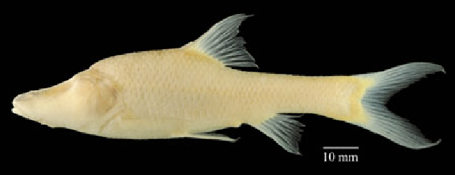 Sinocyclocheilus longicornus có cơ thể giống như những loài cá bạch tạng, không có vảy, không có sắc tố và đôi mắt nhỏ đã bị thoái hóa. Nó cũng có một cấu trúc giống như chiếc sừng đơn, tương đối dài, không có nhánh ở phía sau đầu.