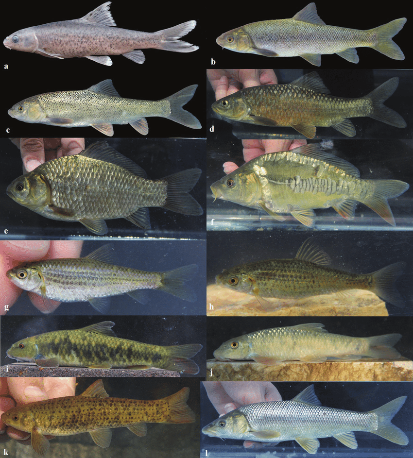 Loài lớn nhất tại Bắc Mỹ là Ptychocheilus lucius dài tới 1,83 m (6 ft). Ngược lại, nhiều loài nhỏ hơn 5 cm (2 inch); và loài cá nước ngọt nhỏ nhất là Danionella translucida ở Myanma cũng thuộc họ Cá chép nghĩa rộng, chỉ dài tối đa 12 mm.