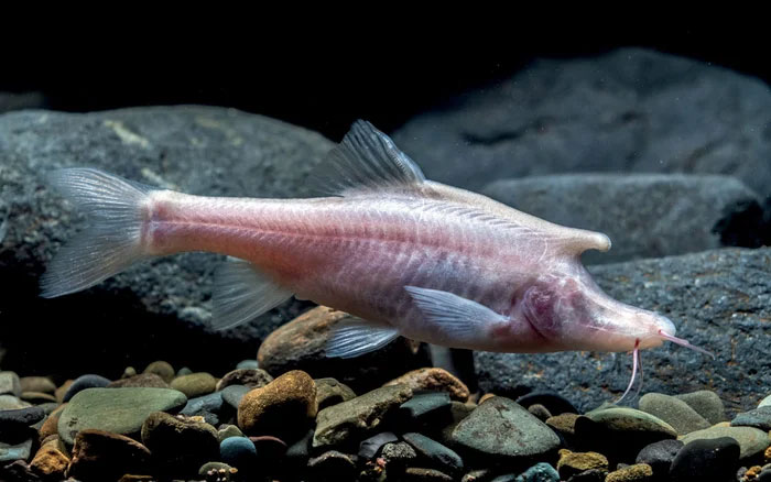 Sinocyclocheilus là một chi cá nước ngọt trong họ Cyprinidae đặc hữu của Trung Quốc. Được mô tả lần đầu tiên vào năm 1936, nó bao gồm 76 loài hợp lệ, trong đó 71 loài được nhóm thành năm nhóm loài.