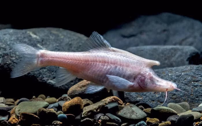 Sinocyclocheilus là một chi cá nước ngọt trong họ Cyprinidae đặc hữu của Trung Quốc. Được mô tả lần đầu tiên vào năm 1936, nó bao gồm 76 loài hợp lệ, trong đó 71 loài được nhóm thành năm nhóm loài.