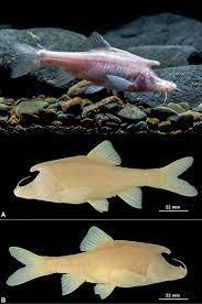 Đối với mắt, có thể liên quan đến việc giảm kích thước mắt trong quá trình tiến hóa hoặc sự phong phú và thiếu hụt nguồn thức ăn trong quá trình tăng trưởng, phát triển, cũng như các đột biến gen liên quan.