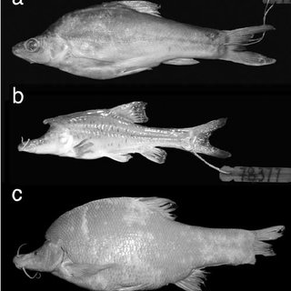 Các nhà khoa học cho biết thêm: "Sinocyclocheilus longicornus tập hợp với tám loài thuộc nhóm loài Sinocyclocheilus angularis trên cây phát sinh loài và có thể được chia thành Clade I và Clade II. Các cấu trúc giống sừng có độ dài không cố định và lần lượt có mặt ở Clade I và Clade II".