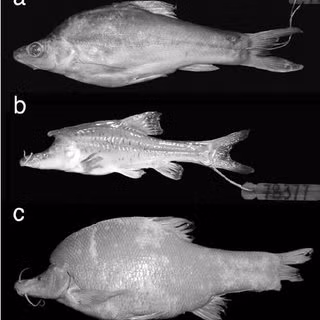Các nhà khoa học cho biết thêm: "Sinocyclocheilus longicornus tập hợp với tám loài thuộc nhóm loài Sinocyclocheilus angularis trên cây phát sinh loài và có thể được chia thành Clade I và Clade II. Các cấu trúc giống sừng có độ dài không cố định và lần lượt có mặt ở Clade I và Clade II".