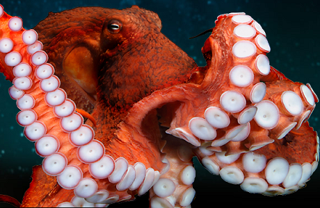 Kết quả là, bạch tuộc mẹ gần như luôn luôn đói, nhưng vẫn phải mang tất cả những quả trứng từ nơi trú ẩn của mình ra ánh sáng, sau đó, có thể chết bên cạnh những quả trứng của mình...