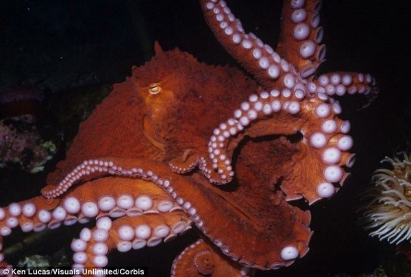 Sau đó, bạch tuộc mẹ sẽ dành từ sáu đến mười tháng để dọn dẹp, canh giữ và chăm sóc những quả trứng quý giá của mình. Bạch tuộc mẹ thậm chí sẽ không trốn ra ngoài để ăn trong khi chăm sóc con cái của mình.