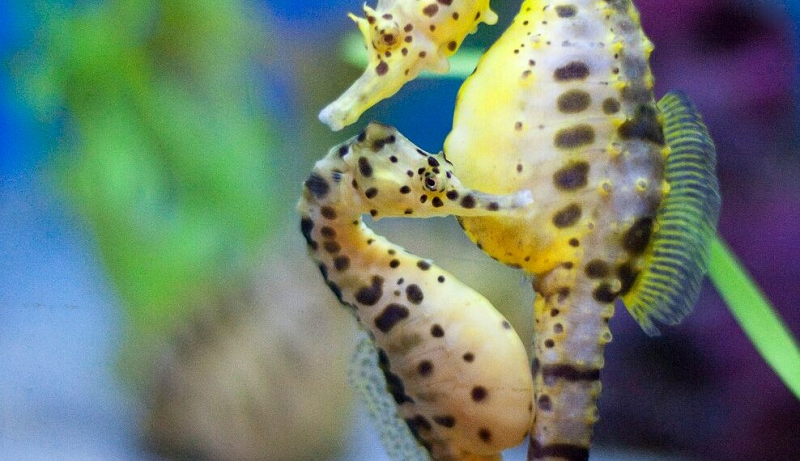 Trước khi gửi trứng cho cá ngựa đực "trông nom", cá ngựa cái đã sử dụng năng lượng của mình để cung cấp chất dinh dưỡng cho lớp vỏ trứng. Nhiệm vụ còn lại của cá ngựa đực chỉ là tạo môi trường an toàn để nuôi cá ngựa con phát triển.