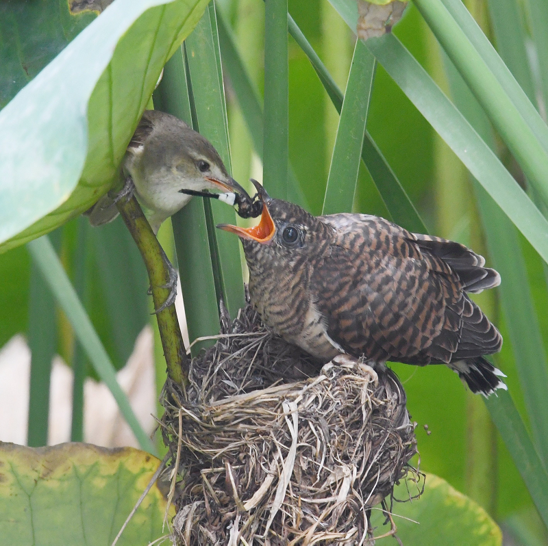 Quả trứng nở ra, và chim cu gáy ném những con chim con và trứng khác đi. Bây giờ con chim cu gáy ở một mình trong tổ, và tất cả thức ăn và sự quan tâm từ cha mẹ nuôi của nó dành cho nó cho đến khi nó biết bay.