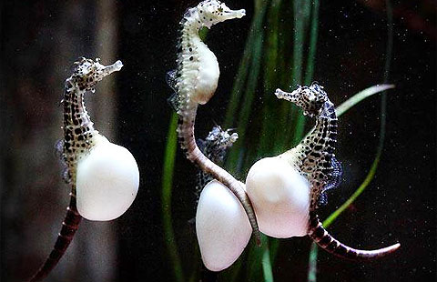 2. Cá ngựa, mang thai không chỉ dành cho phụ nữ: Khác với các loài sinh vật khác dưới biển, cá ngựa có đặc điểm sinh sản rất khác biệt. Những con đực sẽ là những con mang thai và trực tiếp đẻ ra những con cá ngựa con.