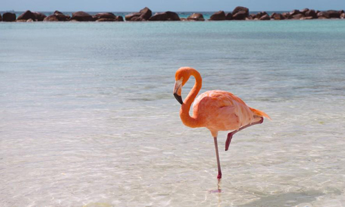 2. Chim hồng hạc - ngủ nhắm một mắt: Chim hồng hạc ngủ một mắt nhắm, một mắt mở để luôn đề phòng các động vật săn mồi về đêm.