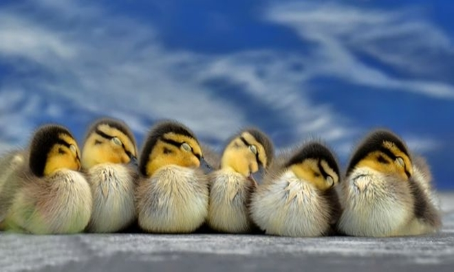 5. Vịt thường ngủ thành từng bầy và theo hàng. Con vịt ở đầu và cuối hàng chỉ nhắm một mắt, trong khi mắt còn lại vẫn mở để canh chừng. Chỉ có những con vịt ở giữa hàng mới nhắm cả hai mắt.