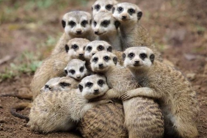 Các con cầy meerkat có thói quen ngủ dị thường là nằm chồng lên nhau trong tổ để ngủ, với một tai luôn vểnh lên để nghe ngóng nguy hiểm. Trong đó, nữ chúa trong đàn sẽ nằm ở giữa và có giấc ngủ sâu nhất. Các con cầy giữ vị trí lính gác sẽ nằm ngủ ở phía ngoài và luôn thức giấc đầu tiên nếu có bất kỳ tiếng động nào.