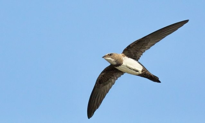 8. Chim hải âu dành phần lớn cuộc đời của mình để di cư và đi săn mồi. Do đó, chúng có thể ngủ ngay trong lúc bay lượn nhờ gió mà không cần vỗ cánh.