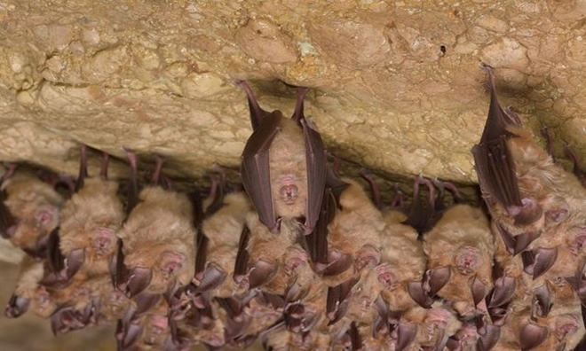 6. Dơi ngủ khi treo cơ thể lộn ngược trong các hang đá. Chúng có thời gian ngủ khá dài. Ví dụ, loài dơi nâu ngủ trung bình 19,9 giờ mỗi ngày.