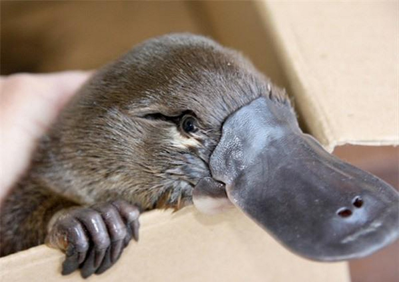 Với bản tính nhút nhát của mình, loài này thích hợp với cuộc sống đơn độc. Rất hiếm khi bắt gặp hai con sống cùng một tổ, trừ khi đó là mùa sinh sản hoặc khi con mẹ đang nuôi con nhỏ.