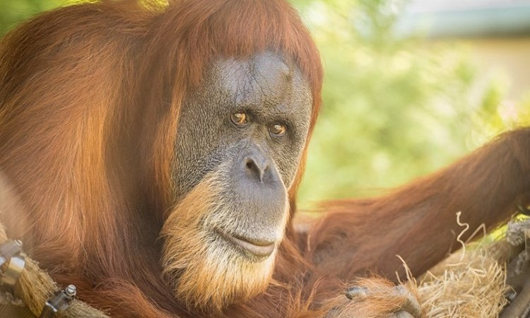 Các con đực và con cái chỉ gặp nhau trong lúc di chuyển và kiếm ăn, có thể có những cuộc gặp gỡ rất ngắn. Đười ươi cái trưởng thành cũng có lúc sống cùng con cái, vì các con non phụ thuộc vào mẹ của chúng trong khoảng bảy năm.