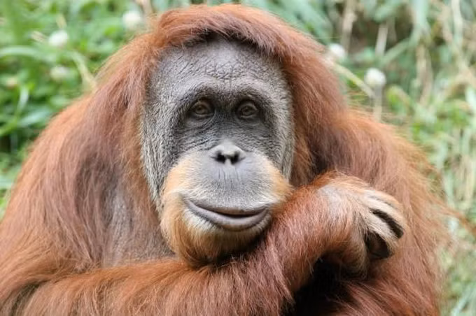  4. Đười ươi: Được biết đến với bộ lông đỏ và trí thông minh đặc biệt, đười ươi sống một nửa cuộc đời đơn độc trong tự nhiên. Chúng dành phần lớn thời gian lang thang di chuyển nhanh chóng qua các cành cây.