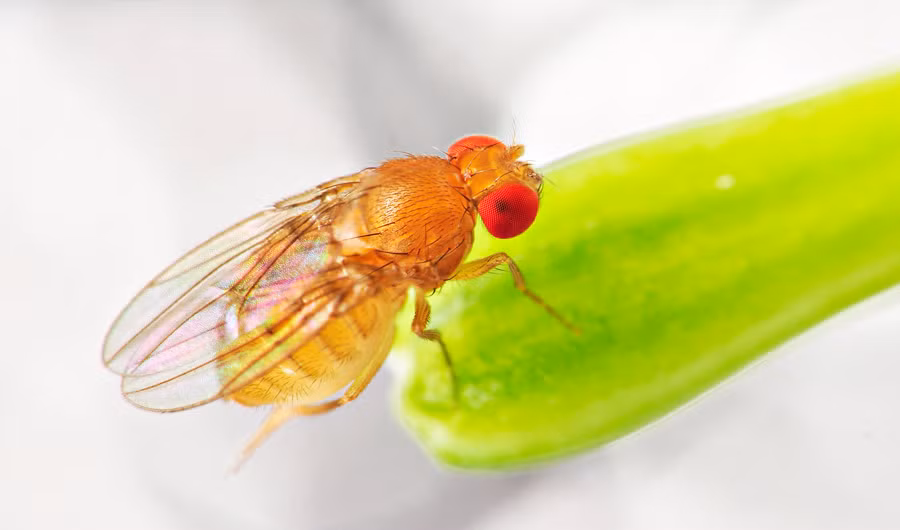 Nhóm nghiên cứu kết luận, hành vi của ruồi giấm đực là một chiến thuật được phát triển qua thời gian nhằm đảm bảo chúng sinh sản thành công.