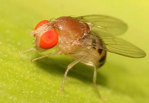 Qua video, nhóm chuyên gia ngạc nhiên phát hiện những con cái có khả năng "dự đoán buổi sáng" và dậy sớm đều chưa giao phối. Trái lại, những con cái đã giao phối tiếp tục ngủ cho đến khi ánh sáng đầu tiên xuất hiện và giật mình thức giấc.