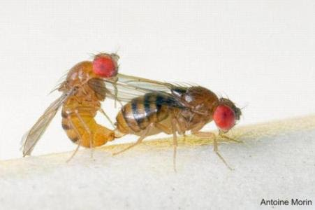 "Ở những con cái đã ghép cặp, khả năng dự đoán buổi sáng hoàn toàn bị triệt tiêu", Sebastian Risau Gusman, chuyên gia tại Viện Leloir, cho biết.