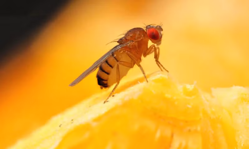 Nhóm nghiên cứu thả ruồi giấm đực bình thường kề cận với ruồi đực đã biến đổi gien. Những ruồi đực biến đổi gien này tiết ra hormone sinh dục pheromone giống như ruồi cái. Dạng hormone này giúp ruồi đực nhận biết về tình huống sắp giao phối và bị kích thích. Tuy nhiên, rốt cuộc ruồi đực không thể giao phối được do đối tượng cũng là con đực.