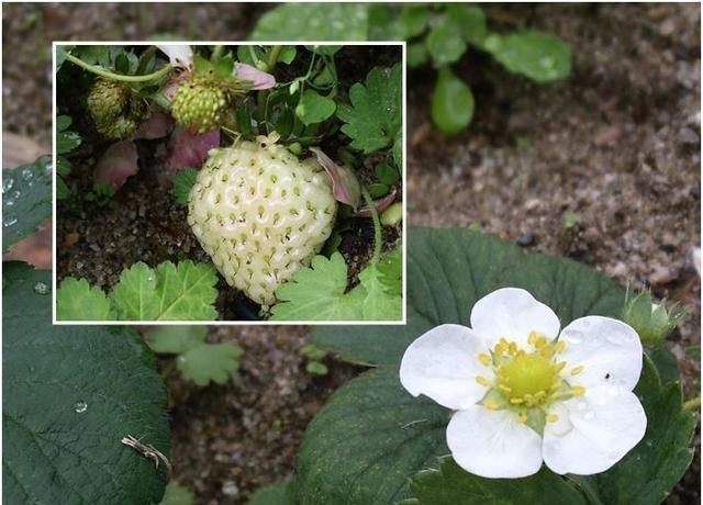 Thời kỳ ra hoa của dâu tây 5 lá từ tháng 4-5, thời kỳ đậu quả từ tháng 5-6.