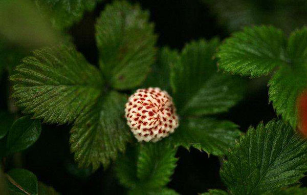 Trong Đông y, dâu bạch tuyết rất quý, có thể dùng như một loại thảo dược, có tác dụng kháng viêm, chữa nhiều triệu chứng, giải độc, tăng cường sức khỏe cơ và xương.