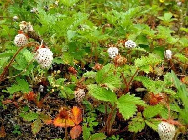 Một số người thấy loại dâu này mọc dại tưởng loại quả độc nhưng thực tế, dâu bạch tuyết không chỉ ăn được mà còn ăn ngon, nhiều công dụng chữa bệnh.